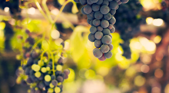 Wines