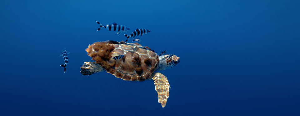 Tortuga boba