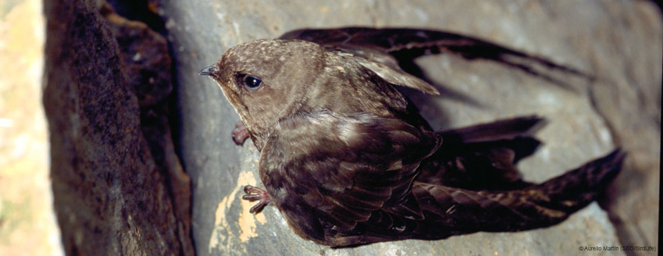 Vencejo unicolor