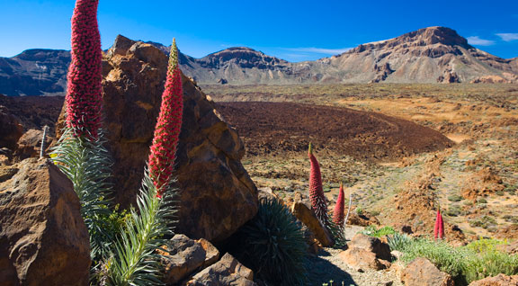 Flora y Fauna